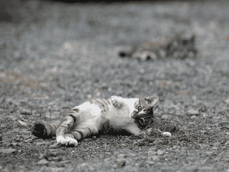 做试管长效针试管抽卵麻醉试管炸裂视频播放